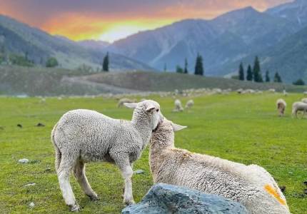 Srinagar Gulmarg Pahalgam Tour