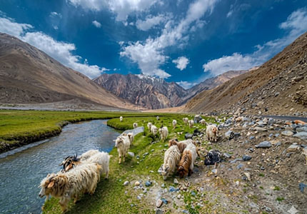 Leh Nubra Pangong Tour